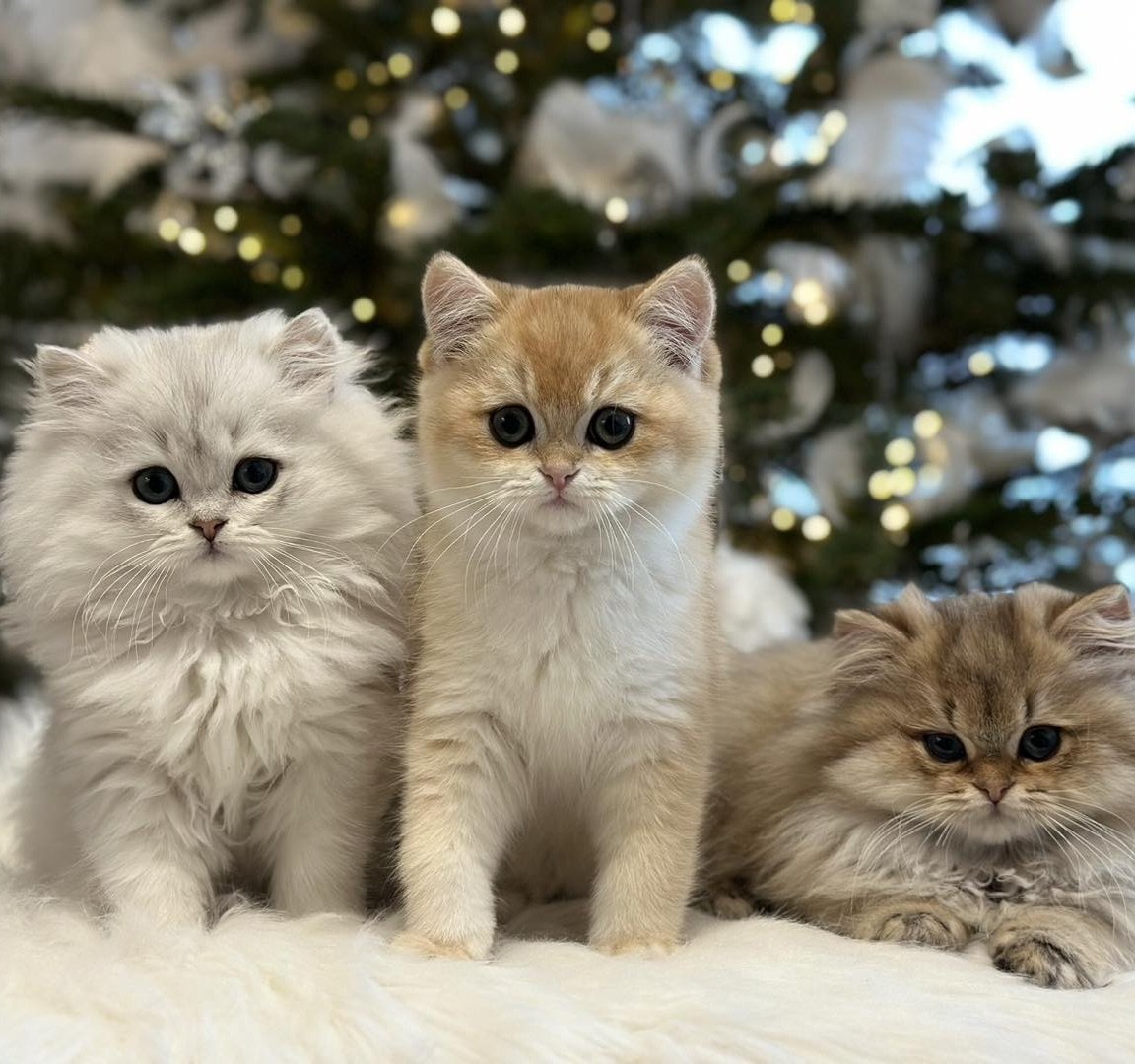 British Shorthair and Longhair Breeder