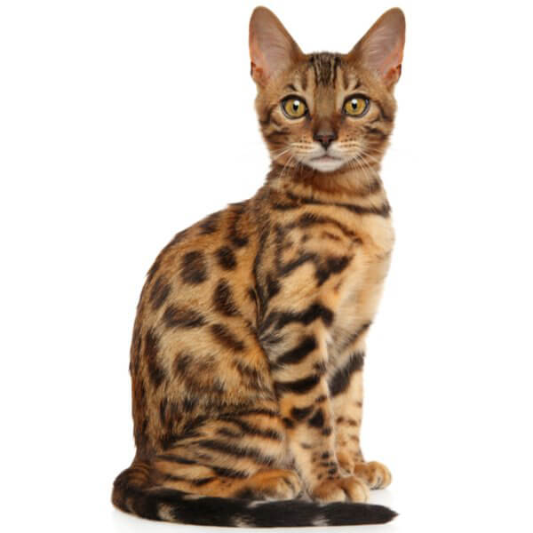 Bengal Cat Breed Information | The Pedigree Paws