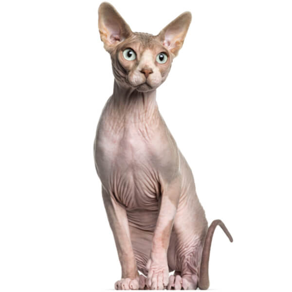 Sphynx Cat Breed Information | The Pedigree Paws