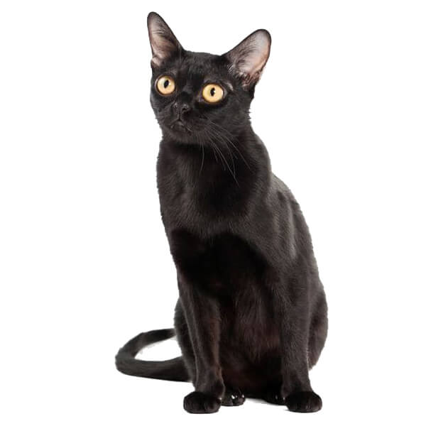 Bombay Cat Breed Information | The Pedigree Paws