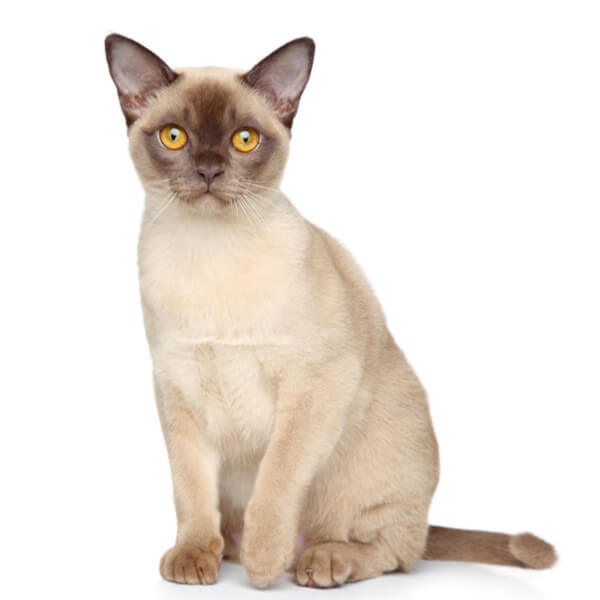 American Burmese cat breed