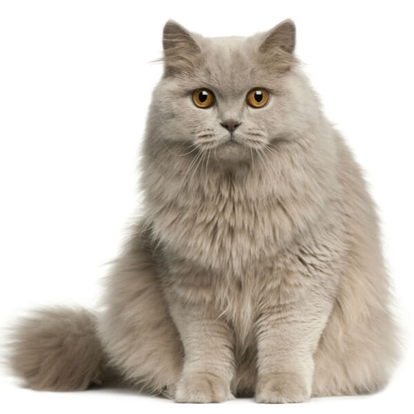 British Longhair Cat Breed Information | The Pedigree Paws