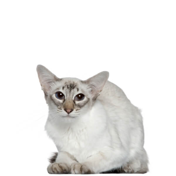 Balinese Cat Breed Information | The Pedigree Paws