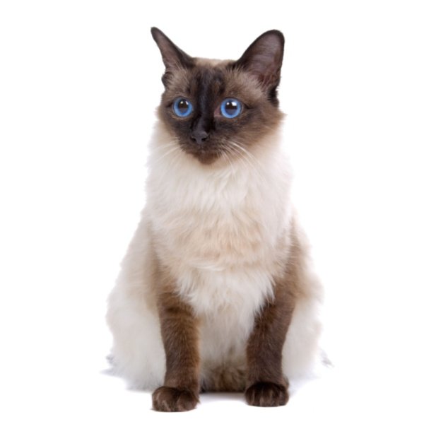 Balinese Cat Breed