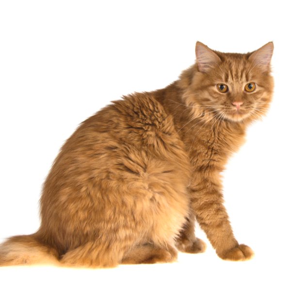 American Bobtail Longhair Cat Breed | The Pedigree Paws