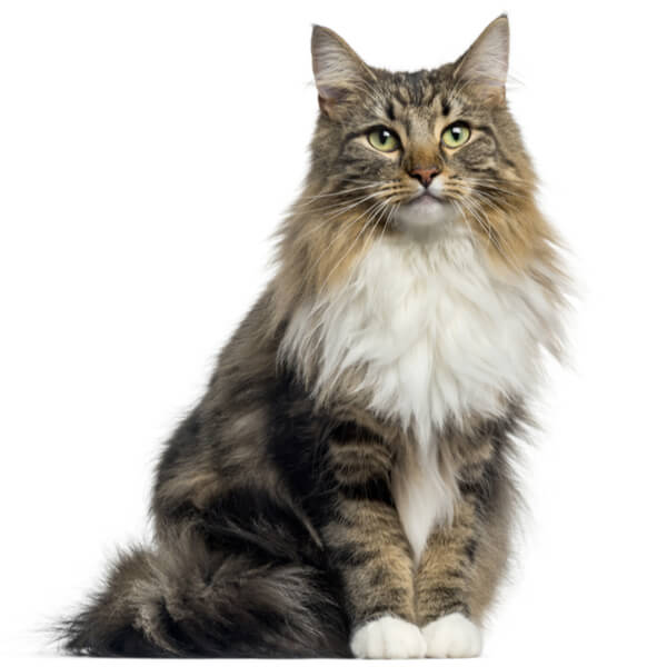 Norwegian Forest Cat Breed Information | The Pedigree Paws
