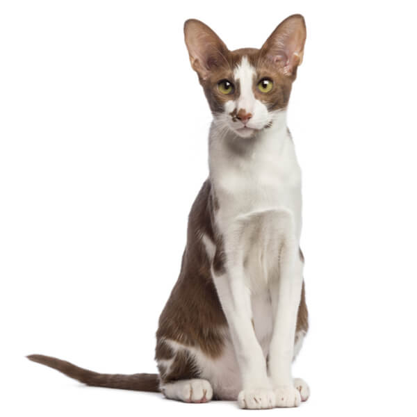Oriental Shorthair Cat Breed Information | The Pedigree Paws