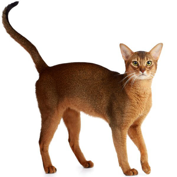 Abyssinian Cat Breed Information | The Pedigree Paws