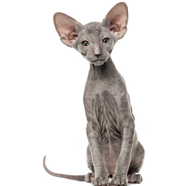 Peterbald Cat Breed Information | The Pedigree Paws