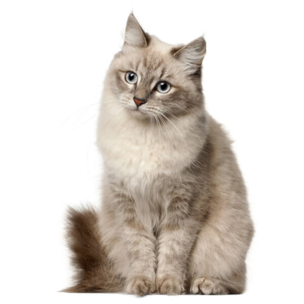 Siberian Cat Breed Information | The Pedigree Paws