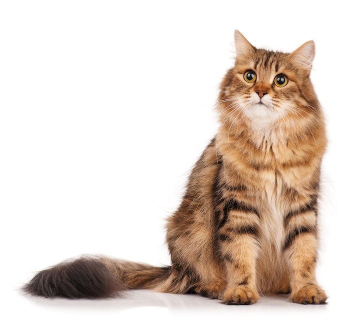 Siberian Cat Breed