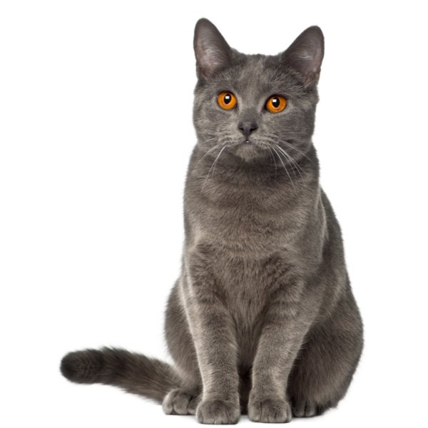 Chartreux Cat Breed Information | The Pedigree Paws