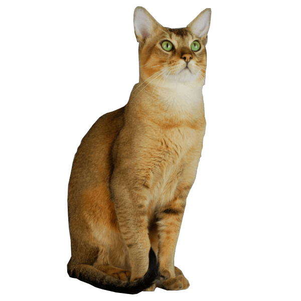 Chausie Cat Breed Information | The Pedigree Paws