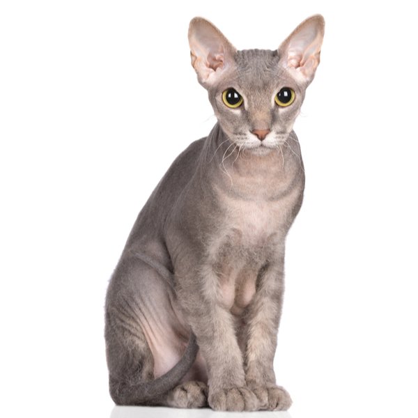 Donskoy Cat Breed Information | The Pedigree Paws