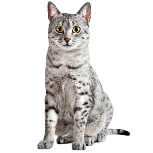 Egyptian Mau Cat Breed Information | The Pedigree Paws