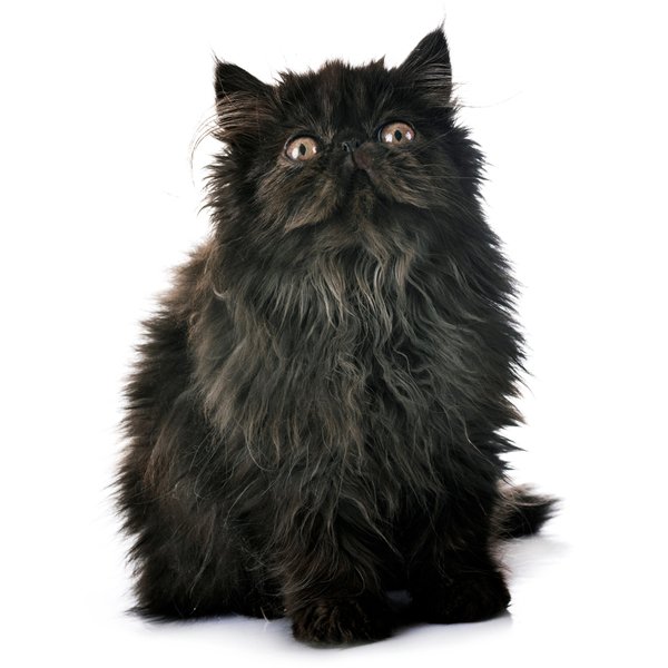 Exotic Longhair Cat Breed Information | The Pedigree Paws