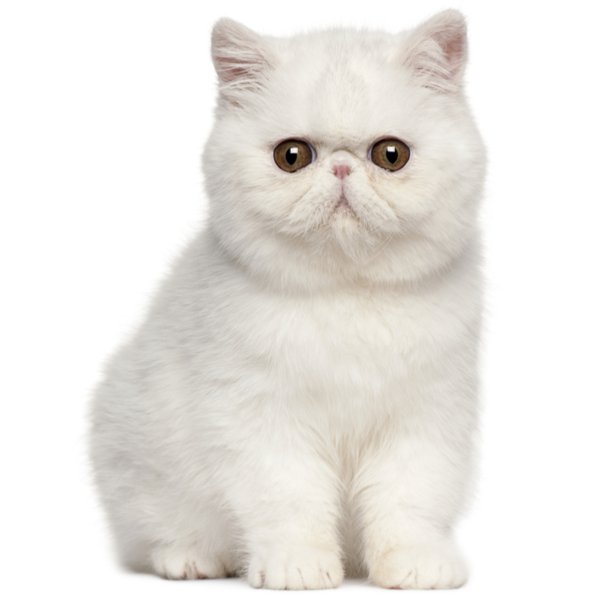 Exotic Shorthair Cat Breed Information | The Pedigree Paws