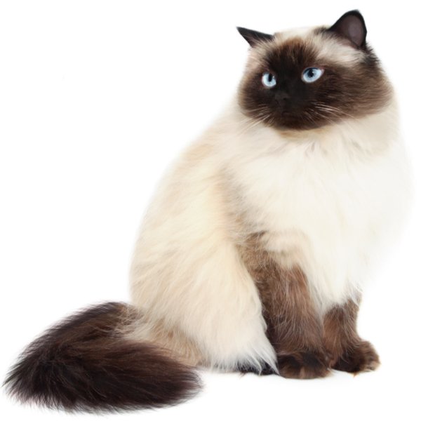 Himalayan Cat Breed Information | The Pedigree Paws