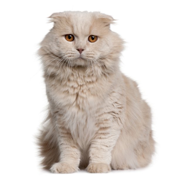 ­Scottish Fold Longhair Cat Breed | The Pedigree Paws