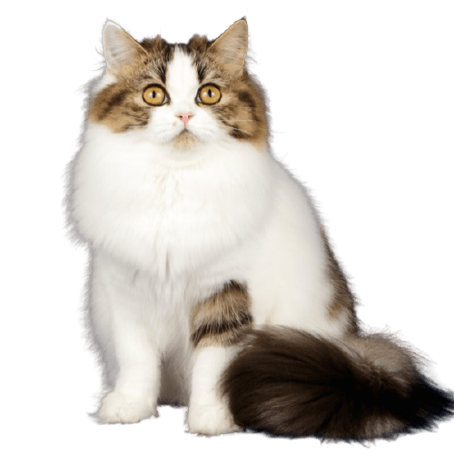 Scottish Straight Longhair Cat Breed