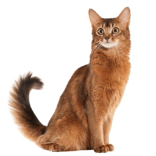 Somali Cat Breed Information | The Pedigree Paws