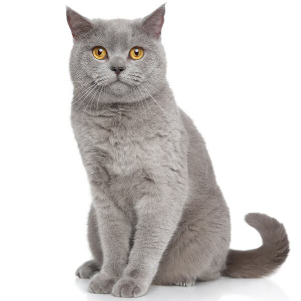 British Shorthair Cat Breed Information | The Pedigree Paws