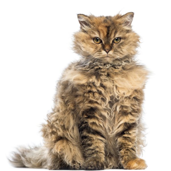 Selkirk Rex Longhair Cat Breed | The Pedigree Paws