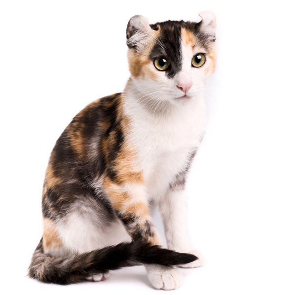 American Curl Shorthair Cat Breed | The Pedigree Paws