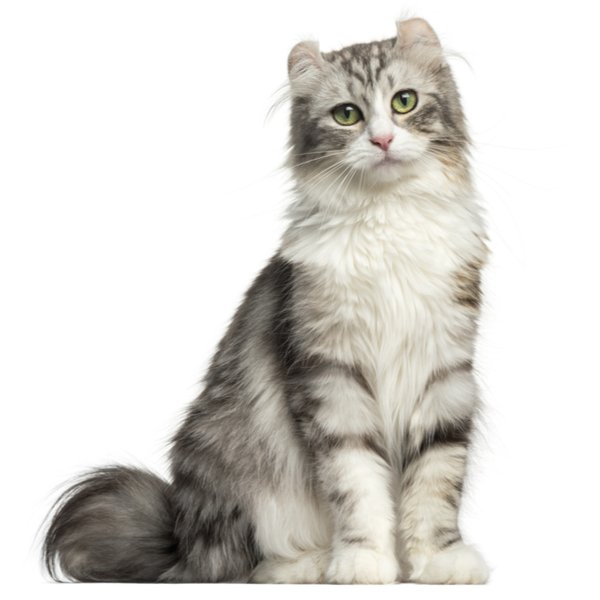 American Curl Longhair Cat Breed | The Pedigree Paws
