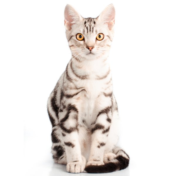 American Shorthair cat Breed Information| The Pedigree Paws