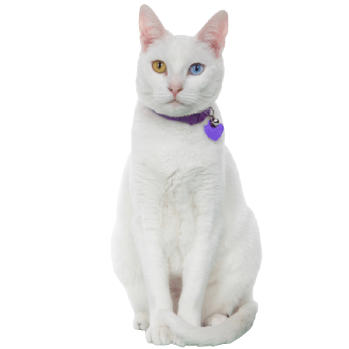 Khao Manee Cat Breed Information | The Pedigree Paws