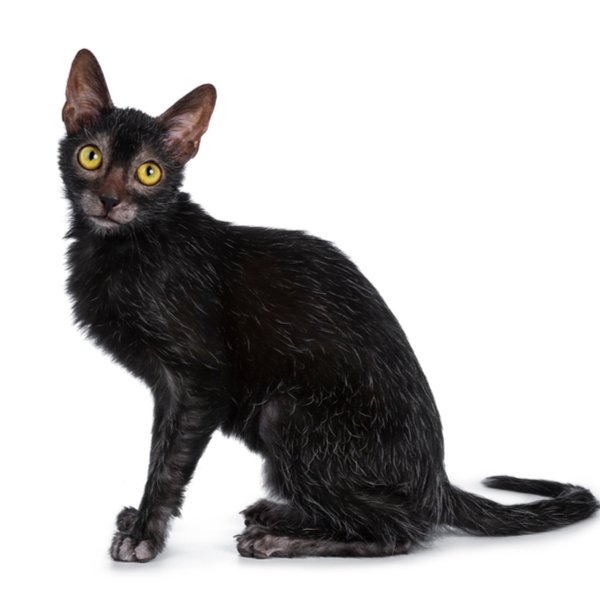 Lykoi Cat Breed Information | The Pedigree Paws