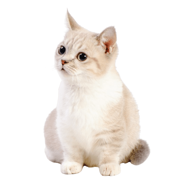 Munchkin Longhair Cat Breed | The Pedigree Paws