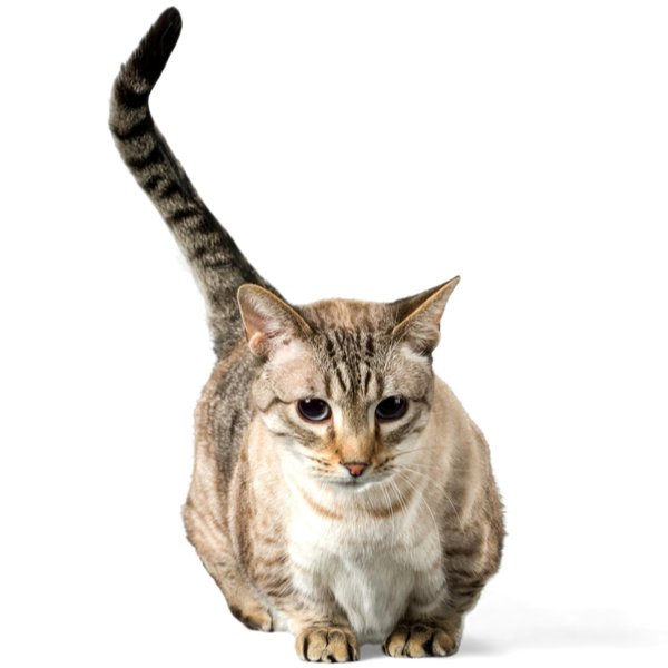 Munchkin Shorthair Cat Breed | The Pedigree Paws