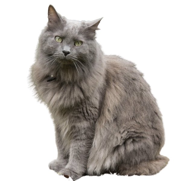 Nebelung Cat Breed Information | The Pedigree Paws