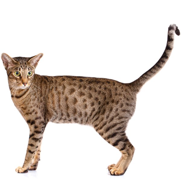 Ocicat Cat Breed Information | The Pedigree Paws