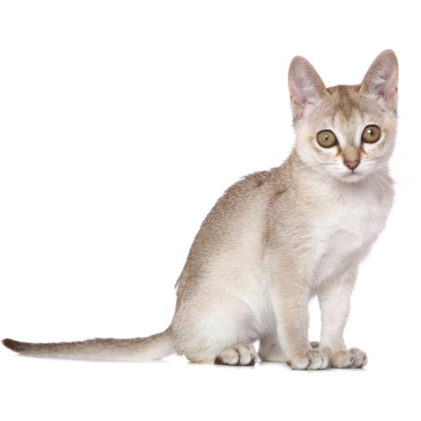 Singapura Cat Breed Information | The Pedigree Paws