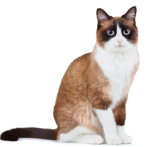 Snowshoe Cat Breed Information | The Pedigree Paws