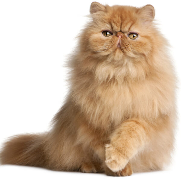 Persian Cat Breed Information | The Pedigree Paws