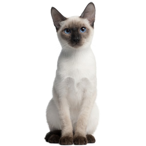 Thai Cat Breed Information | The Pedigree Paws
