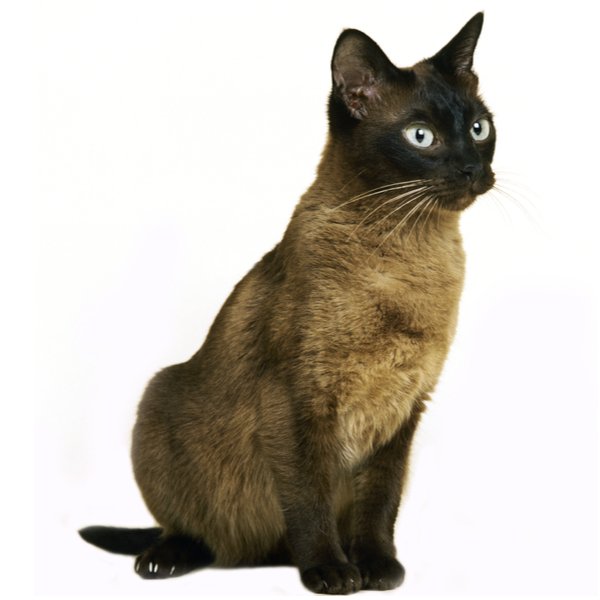 Tonkinese Cat Breed Information | The Pedigree Paws