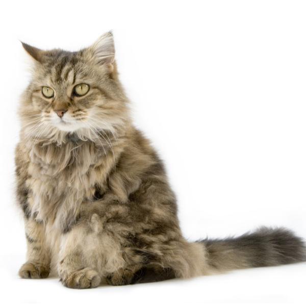 RagaMuffin Cat Breed Information | The Pedigree Paws