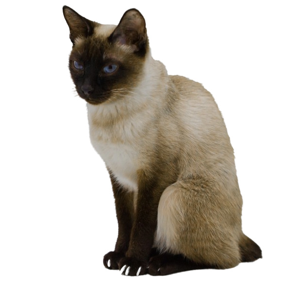 Toybob Cat Breed Information | The Pedigree Paws