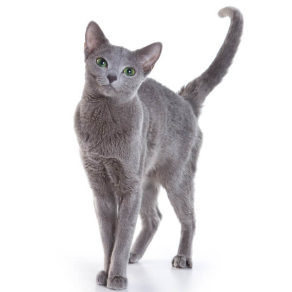 Russian Blue Cat Breed Information | The Pedigree Paws