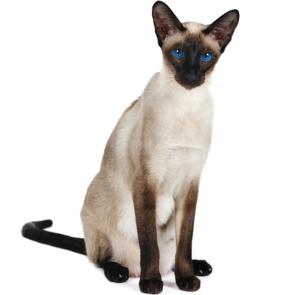 Siamese Cat Breed Information | The Pedigree Paws