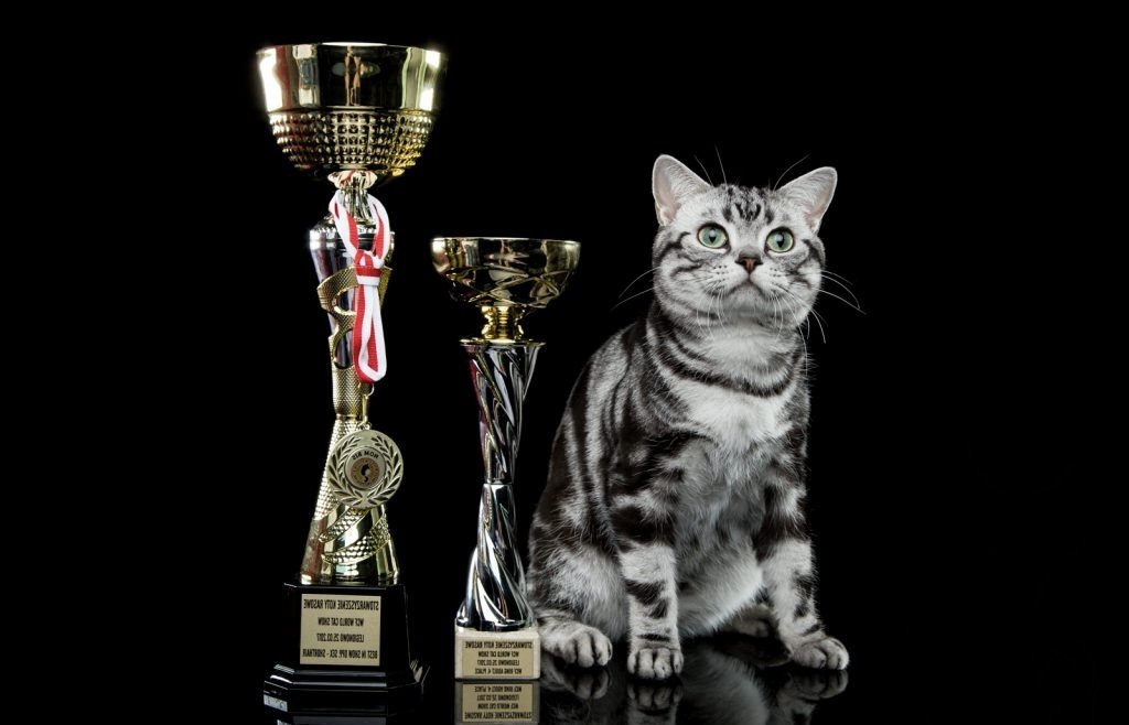 American Shorthair