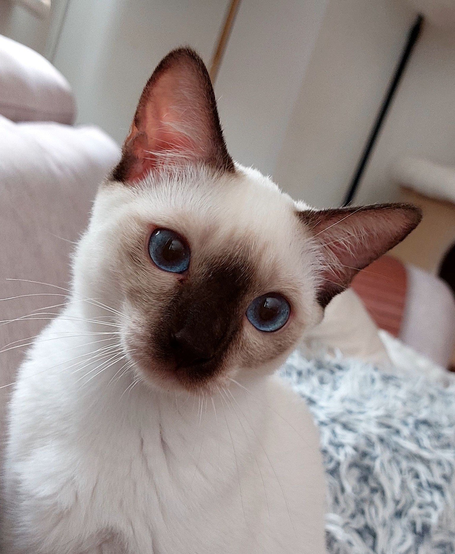 Thai (Old Style Siamese) Breeder