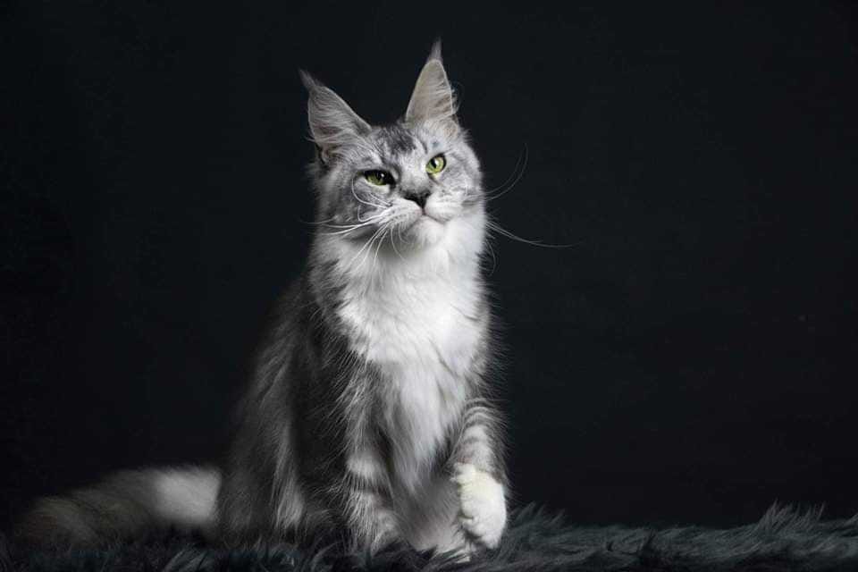 Maine Coon Breeder