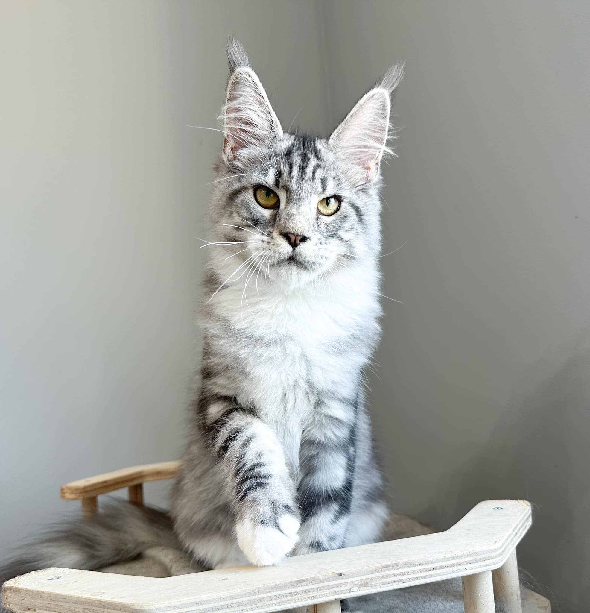 Maine Coon Breeder