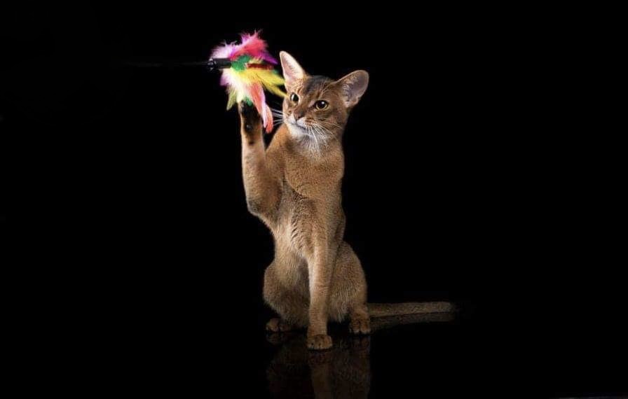 Abyssinian and Russian Blue